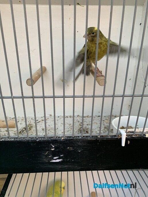 Vogelshow de Tuinfluiter - Foto: Ingezonden foto