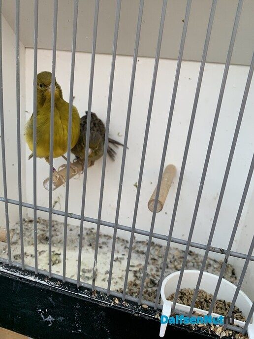 Vogelshow de Tuinfluiter - Foto: Ingezonden foto