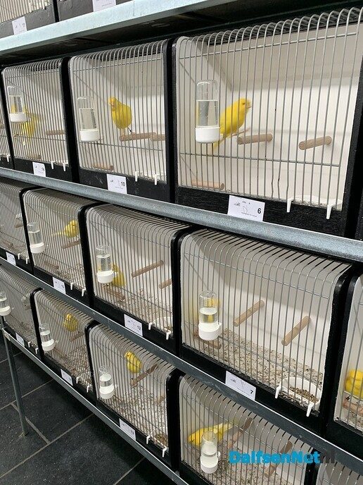 Vogelshow de Tuinfluiter - Foto: Ingezonden foto