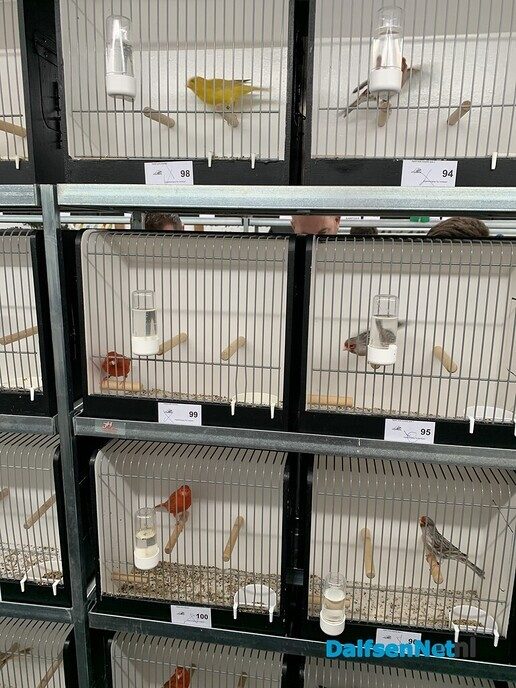 Vogelshow de Tuinfluiter - Foto: Ingezonden foto