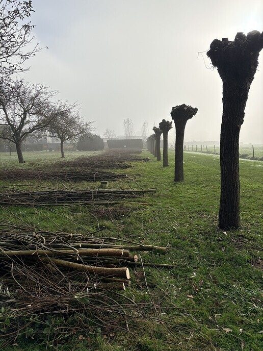 Vrijwilligers aan het werk bij het knotten van de wilgen - Foto: Ingezonden foto