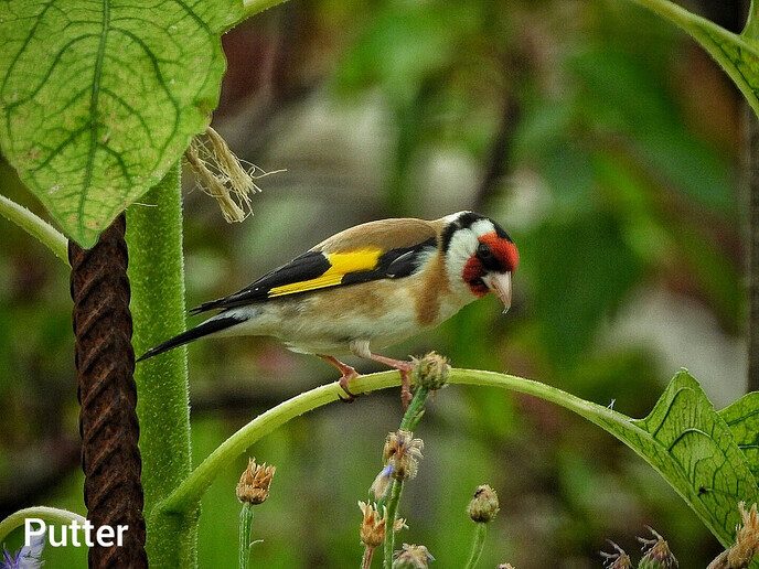 Heerlijk om zo wakker te worden, ook voor een natuurfotograaf - Foto: Femmie Smink