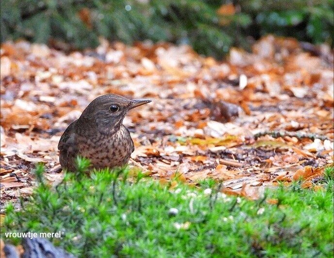 Heerlijk om zo wakker te worden, ook voor een natuurfotograaf - Foto: Femmie Smink