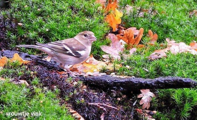 Heerlijk om zo wakker te worden, ook voor een natuurfotograaf - Foto: Femmie Smink