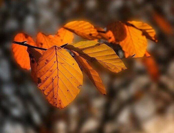 Half november: nu de Japanse sierkers nog in bloei - Foto: Femmie Smink