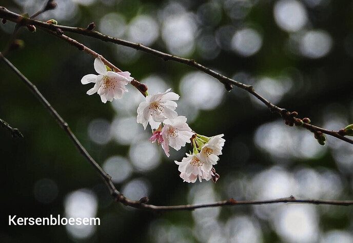 Half november: nu de Japanse sierkers nog in bloei - Foto: Femmie Smink