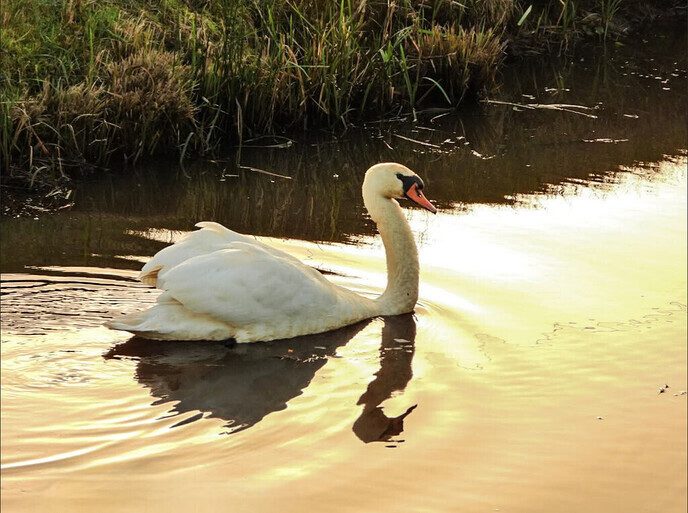 Hele mooie foto’s van onze natuurfotograaf - Foto: Femmie Smink