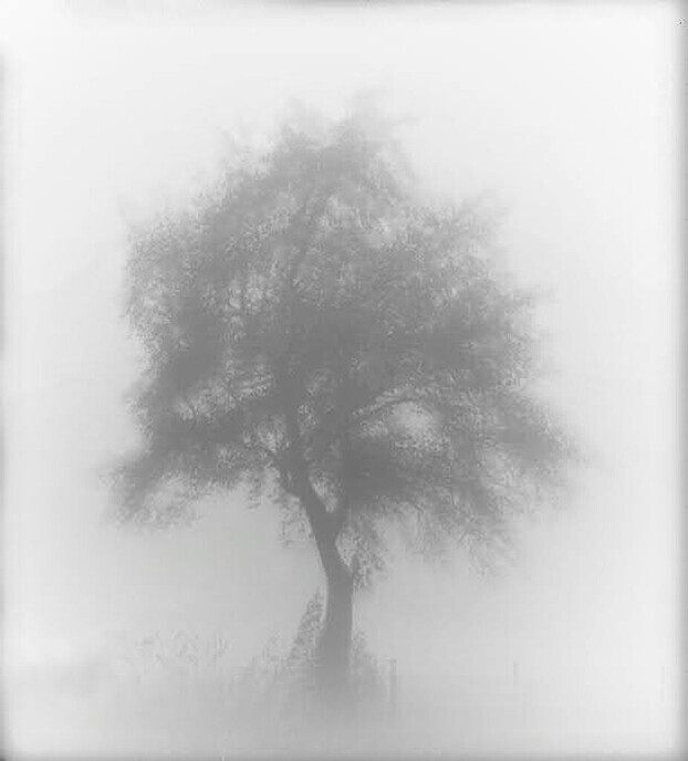 Wandelen in de mist geeft indrukwekkende foto’s - Foto: Femmie Smink
