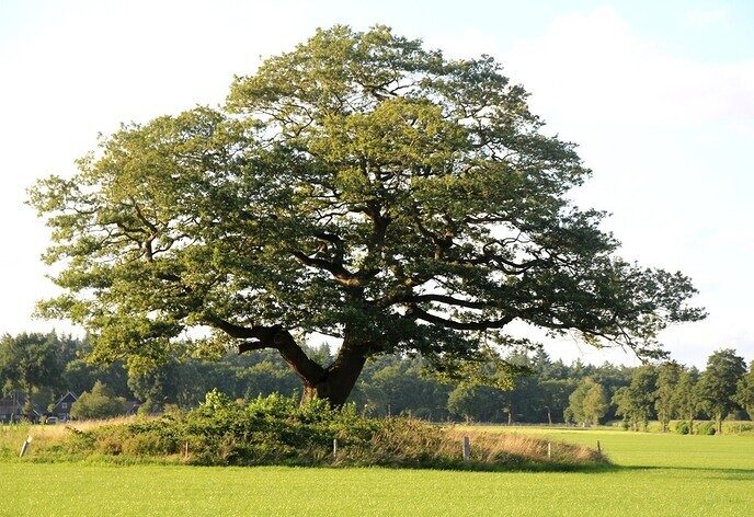 Eeuwenoude zomereik Dalfsen: gekozen mooiste boom Salland - Foto: Ingezonden foto