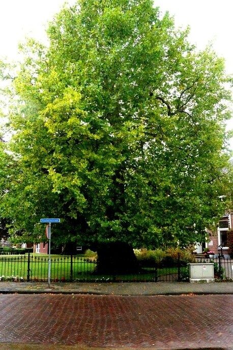 Eeuwenoude zomereik Dalfsen: gekozen mooiste boom Salland - Foto: Ingezonden foto