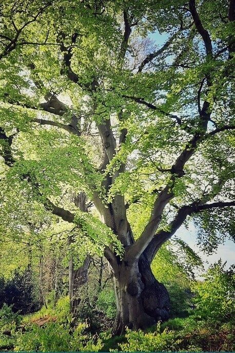 Eeuwenoude zomereik Dalfsen: gekozen mooiste boom Salland - Foto: Ingezonden foto