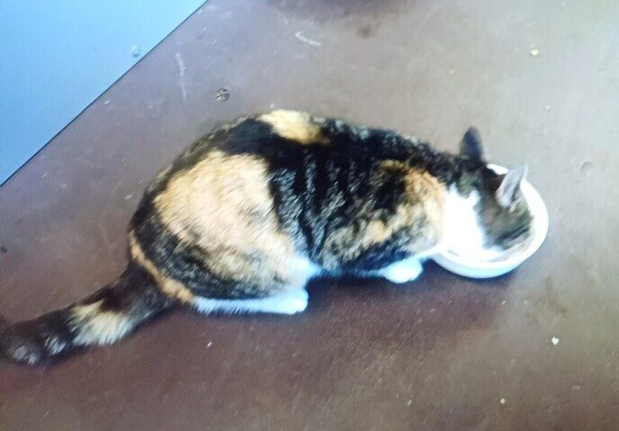 Kat aan komen lopen - Foto: Ingezonden foto