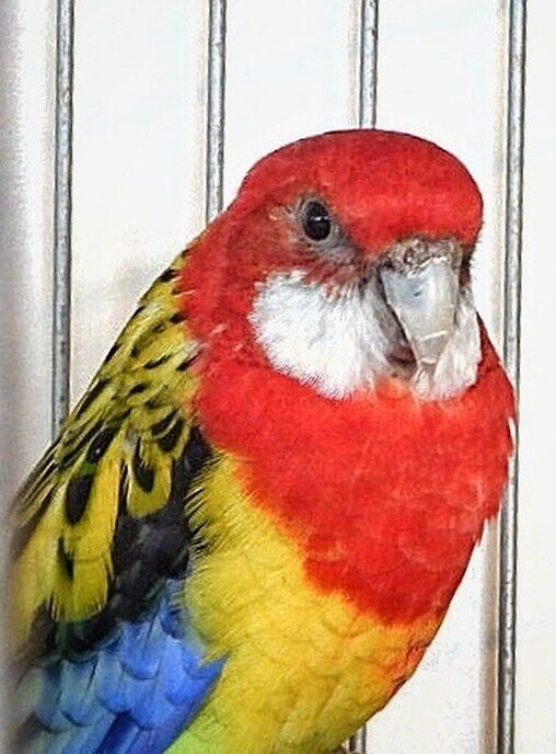 Vogeltentoonstelling Nieuwleusen - Foto: Femmie Smink