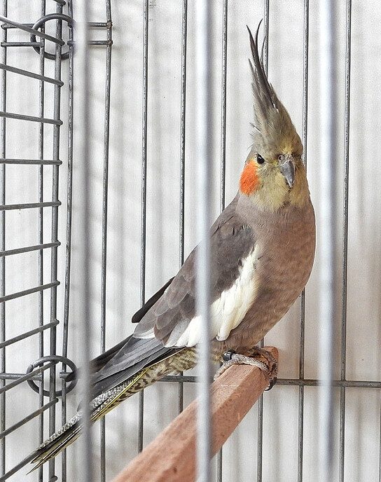 Vogeltentoonstelling Nieuwleusen - Foto: Femmie Smink