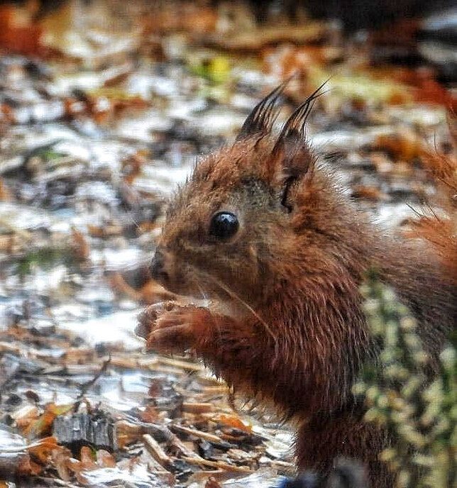 Meer over de eekhoorns - Foto: Femmie Smink