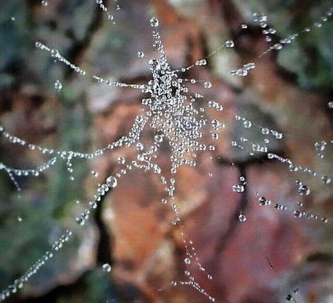 Fascinerende waterdruppels en spinnenwebben - Foto: Femmie Smink