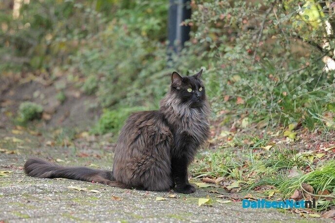 Kat spoorloos na ritje op dak van rijdende auto - Foto: Ingezonden foto