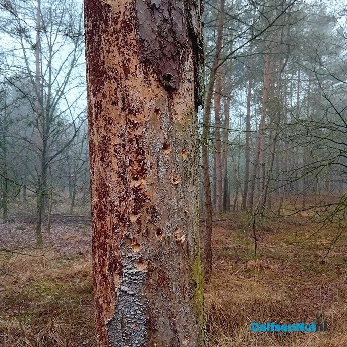 Boom met heel veel gaten: Oorzaak letterzetter? Of toch specht - Foto: Ingezonden foto