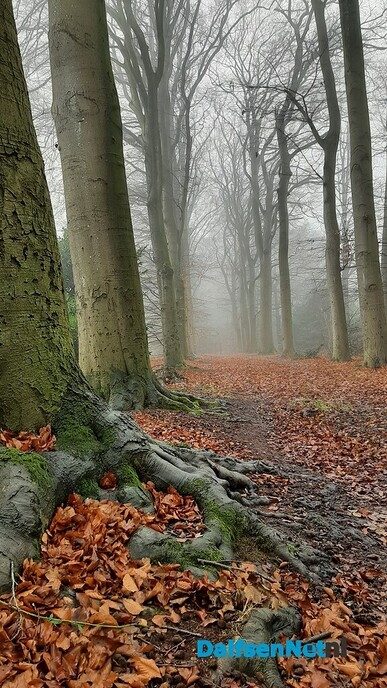 Winterbomen zijn blikvangers - Foto: Jennie Kanis