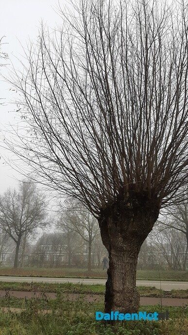 Winterbomen zijn blikvangers - Foto: Jennie Kanis