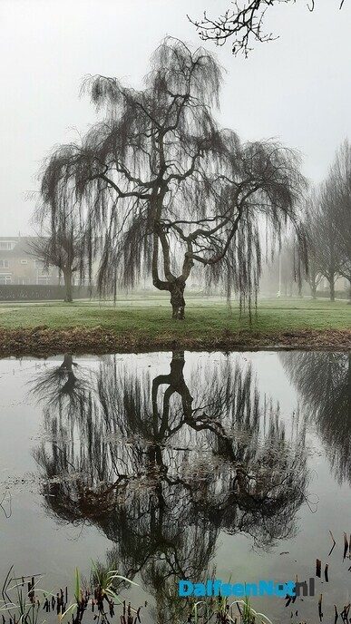 Winterbomen zijn blikvangers - Foto: Jennie Kanis