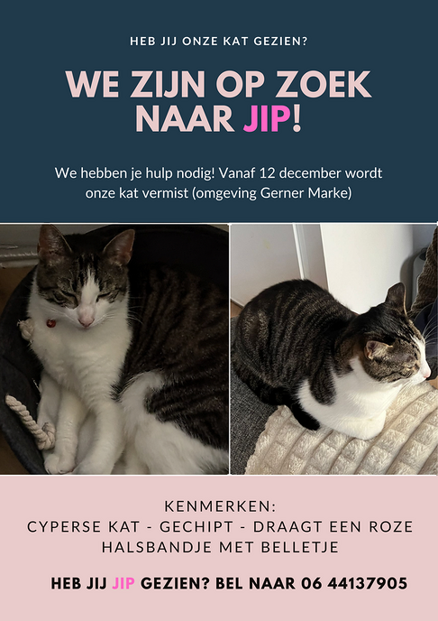 Vermiste kat Dalfsen - Foto: Ingezonden foto