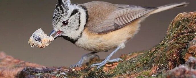 Vogels bijvoeren en vogelgriep, lees er meer over - Foto: Ingezonden foto