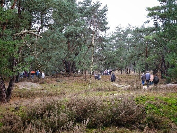 Midwinterhoorns bij natuurbegraafplaats Arriën - Foto: Femmie Smink