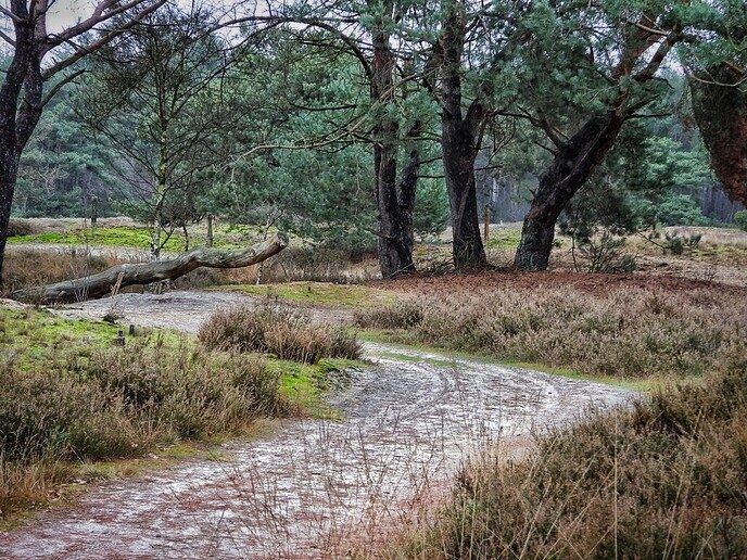 Midwinterhoorns bij natuurbegraafplaats Arriën - Foto: Femmie Smink
