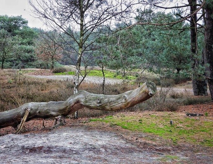 Midwinterhoorns bij natuurbegraafplaats Arriën - Foto: Femmie Smink