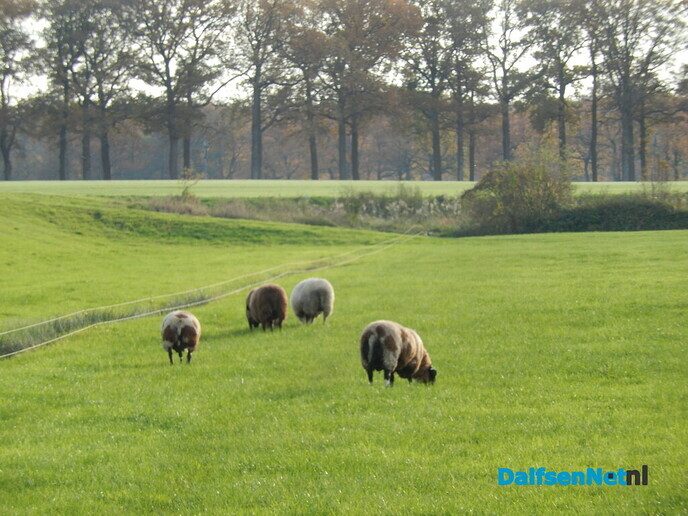 2 x Schaap dood gebeten, vermoedelijk door wolf - Foto: Willy