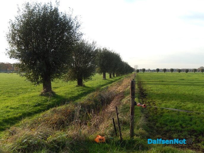 2 x Schaap dood gebeten, vermoedelijk door wolf - Foto: Willy