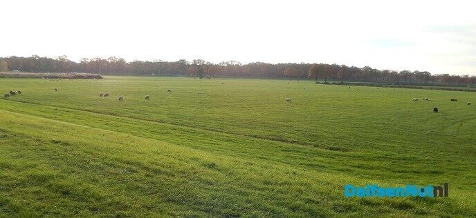 2 x Schaap dood gebeten, vermoedelijk door wolf - Foto: Willy