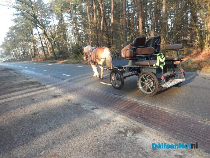 Dat is een rare gewaarwording: zo maar een paard (los) op straat - Foto: Willy