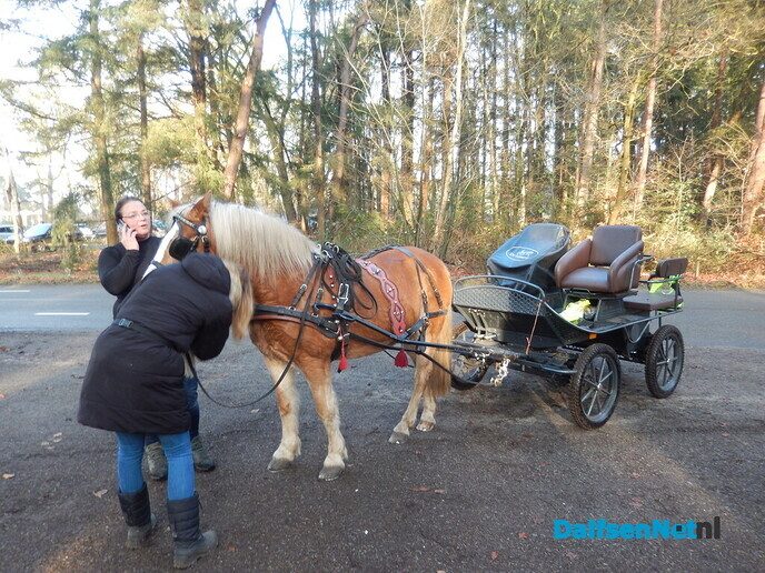 Dat is een rare gewaarwording: zo maar een paard (los) op straat - Foto: Willy