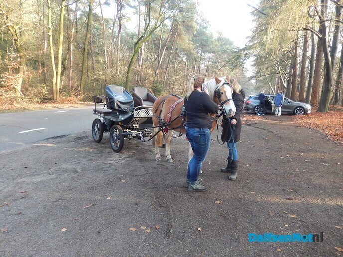 Dat is een rare gewaarwording: zo maar een paard (los) op straat - Foto: Willy
