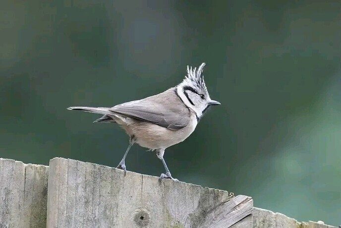 Vogels in de tuin van Anton - Foto: Anton van de Stuwe