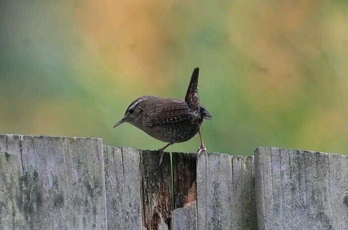 Vogels in de tuin van Anton - Foto: Anton van de Stuwe