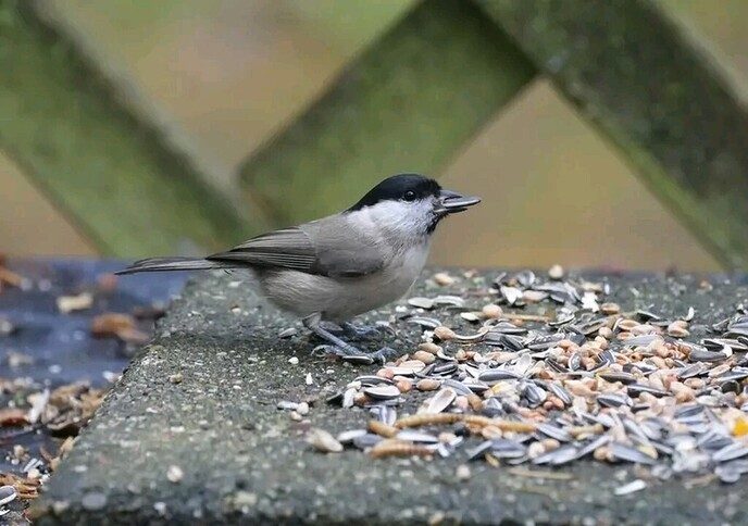 Vogels in de tuin van Anton - Foto: Anton van de Stuwe