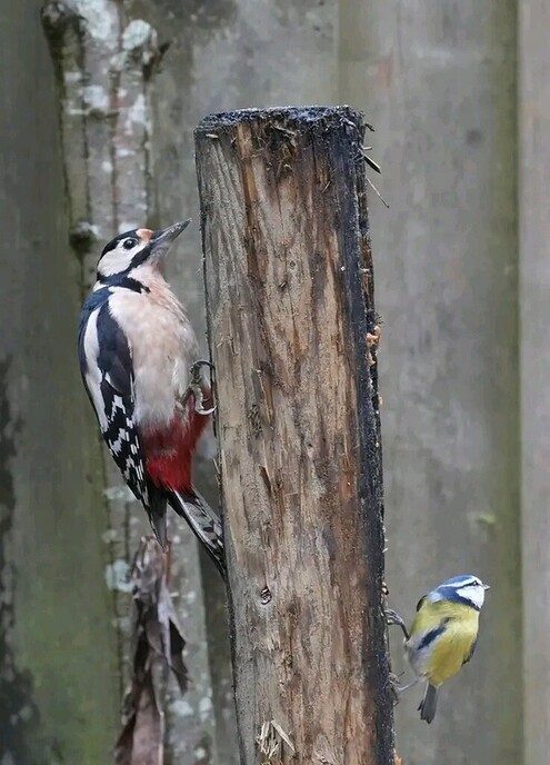 Vogels in de tuin van Anton - Foto: Anton van de Stuwe