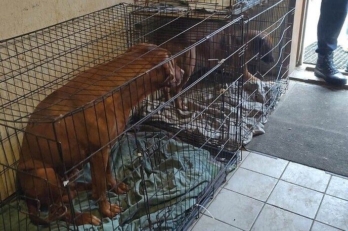 NVWA neemt 84 honden in bewaring in Overijssel - Foto: Ingezonden foto