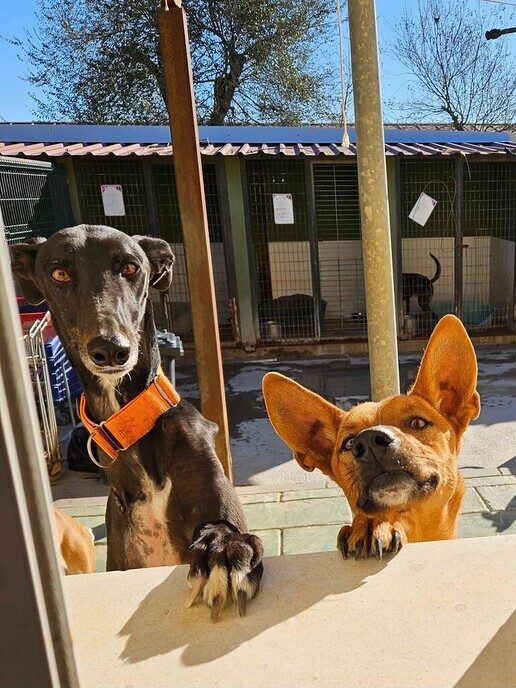 Dierenarts uit Dalfsen helpt bij sterilisatieproject in Spaans hondenasiel - Foto: Eigen geleverde foto