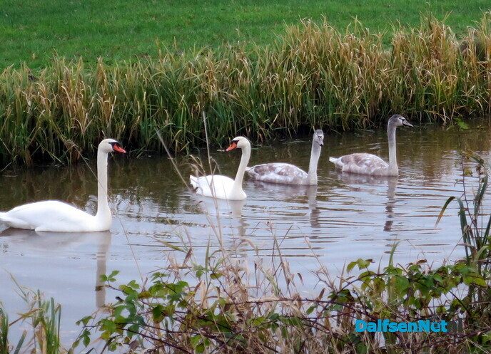 Wandeling langs Knobbenboom en mooiste boom van Salland - Foto: Wim