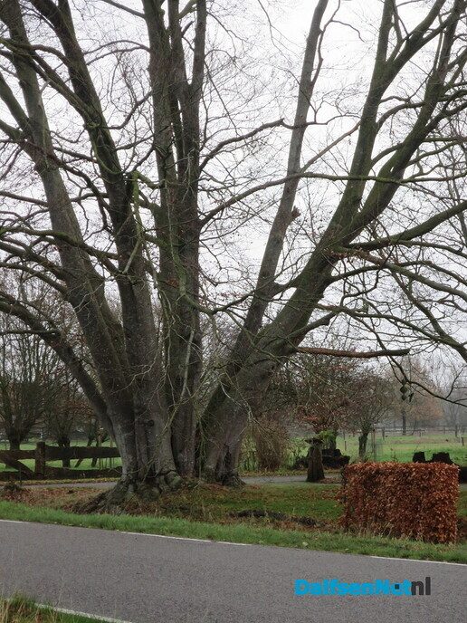 Wandeling langs Knobbenboom en mooiste boom van Salland - Foto: Wim