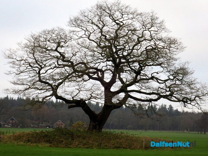 Wandeling langs Knobbenboom en mooiste boom van Salland - Foto: Wim