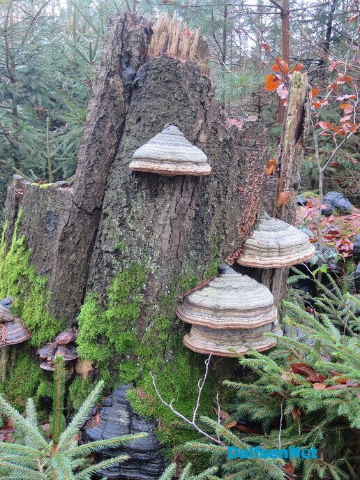 Wandeling langs Knobbenboom en mooiste boom van Salland - Foto: Wim