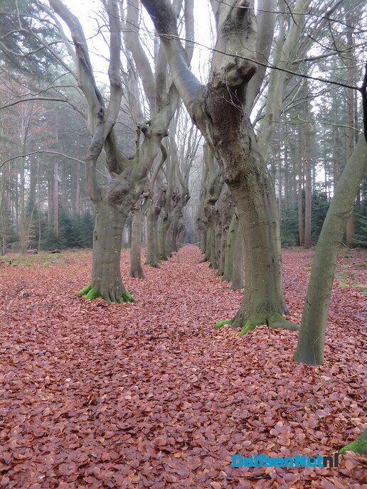 Even een korte wandeling over de Mataram - Foto: Wim