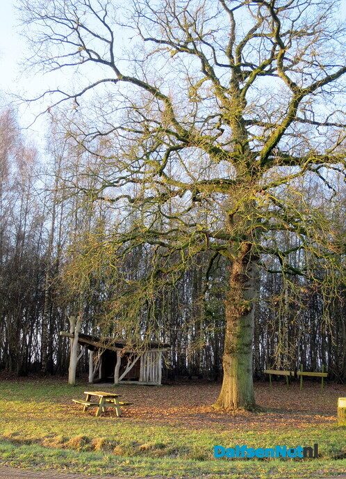 Klaverblad rond Hoonhorst? - Foto: Wim