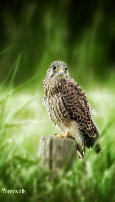 Femmie: weer een variatie aan vogels - Foto: Femmie Smink