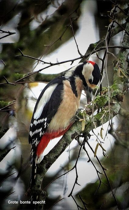 Femmie: weer een variatie aan vogels - Foto: Femmie Smink